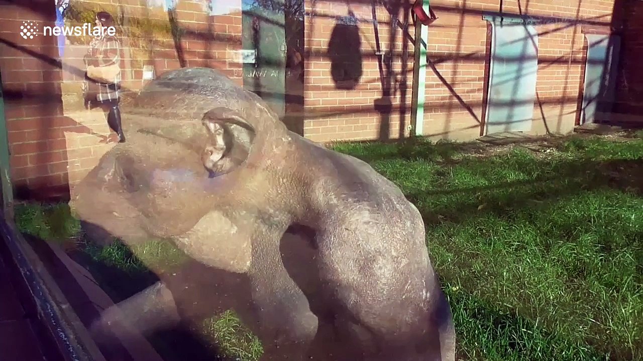 Jambo the hairless chimp seems to be having a bad day