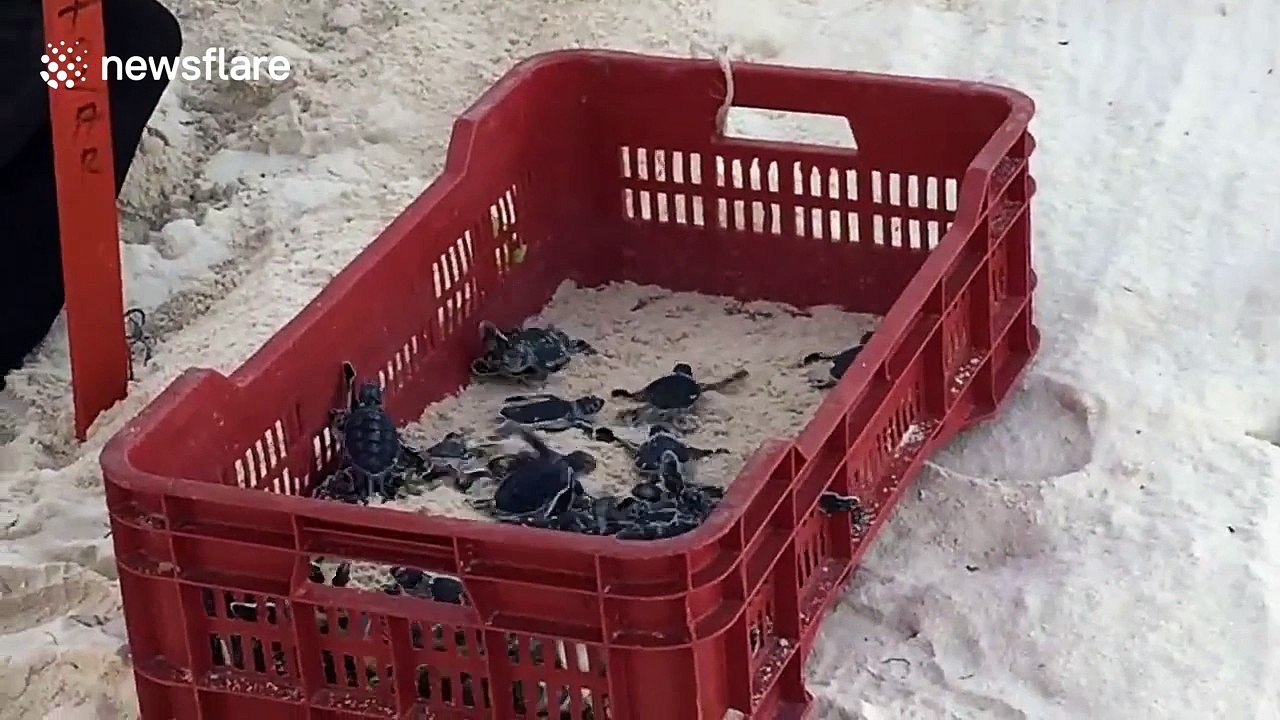 Rescued baby turtles released into the sea