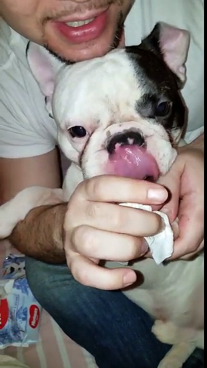 Grooming a French Bulldog