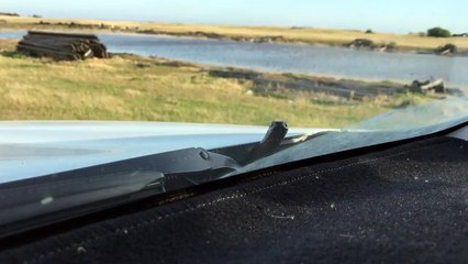 Dog Reacts to Her Cancer Test Results