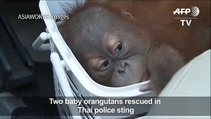 Baby orangutans rescued in Thai police sting