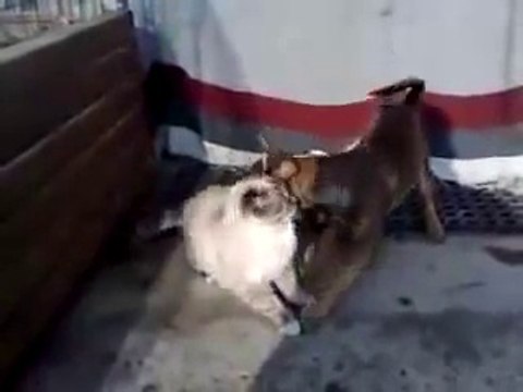 Dog Humps Cat - (Cat Likes It)[1]