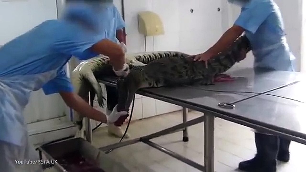 Crocodilos São Esfolados Vivos Todos Os Dias Para Virar Algo Que Deve Estar Usar Agora Mesmo!