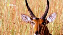 National Geographic Documentary - Word's deadliest Animals - Deserts to Grassland - English
