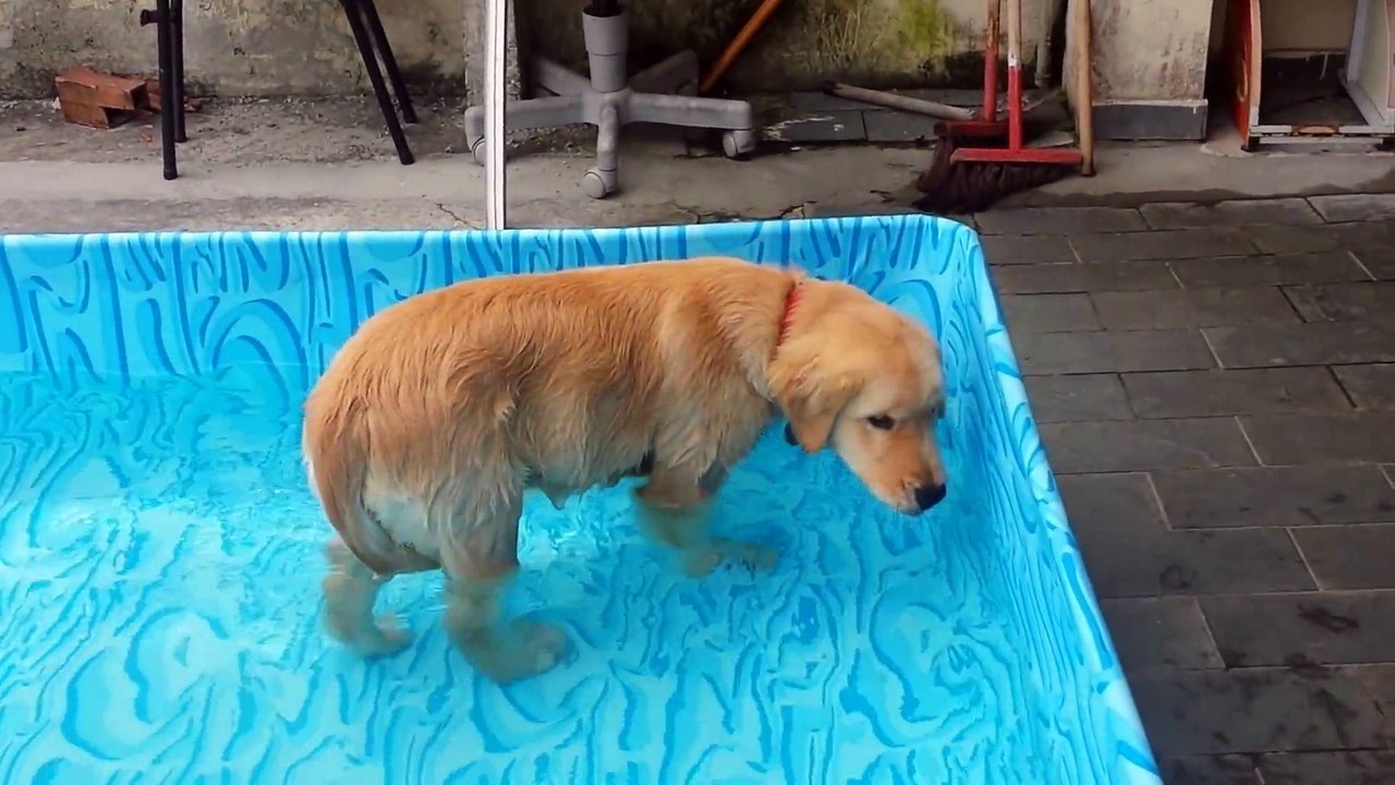 Golden Retriever 4 meses tomando banho de piscina