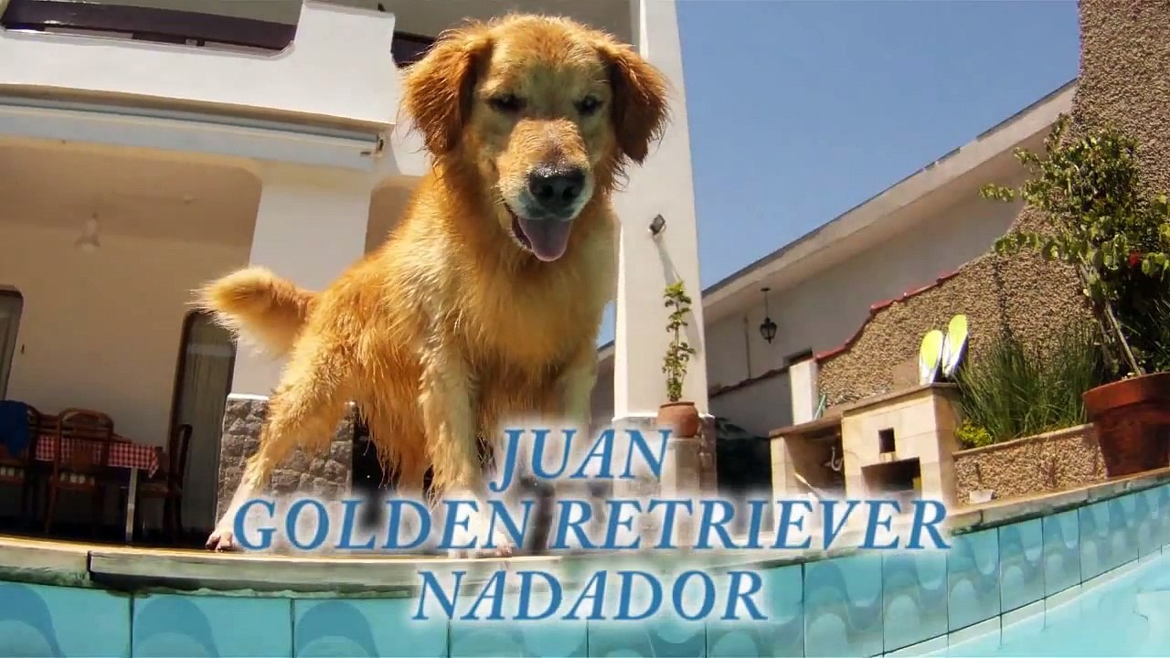 GOLDEN RETRIEVER ERA O DONO DA PISCINA