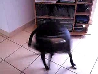 mais ou est ma queue