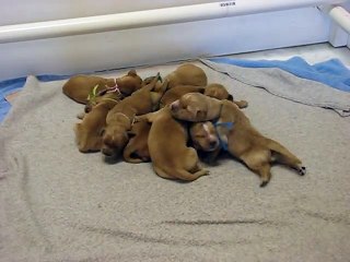 Golden Retriever Puppies 7 days old.