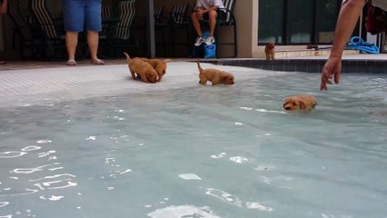 Golden Retriever Puppies in the pool