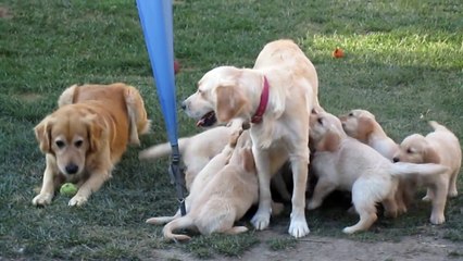 Golden Retriever Puppies Swarm Mama and Papa