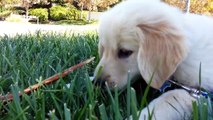 Golden Retriever Puppy - 8 Weeks To 10 Months Old Video Montage - Warning  Very Cute!