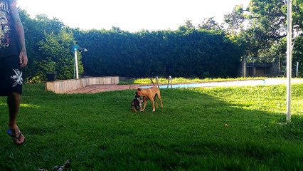 Puppy Playing With Big Dog Does a Flip