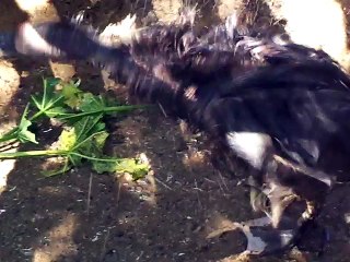 Aves, patos en un corral