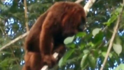 Macaco leva medo à cidade de Cordeiro na região serrana do Rio