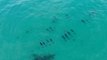 Dolphins Glide in Symmetry Along East Australian Coast