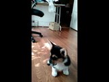 Cute Corgi Puppy Gets Confused by Music
