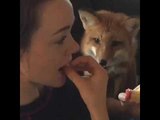 Fruit-Loving Fox Enjoys Tasty Apple