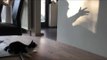 Cat Tries Chasing Shadows on a Wall