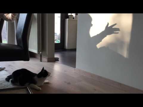 Cat Tries Chasing Shadows on a Wall