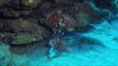 Lionfish Swims Off Coast of Dutch Caribbean Island