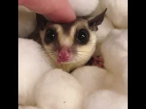 Sugar Glider Enjoys Gentle Pats