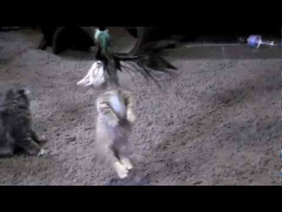 Cute Kitten Refuses to Stop Playing With Her New Toy