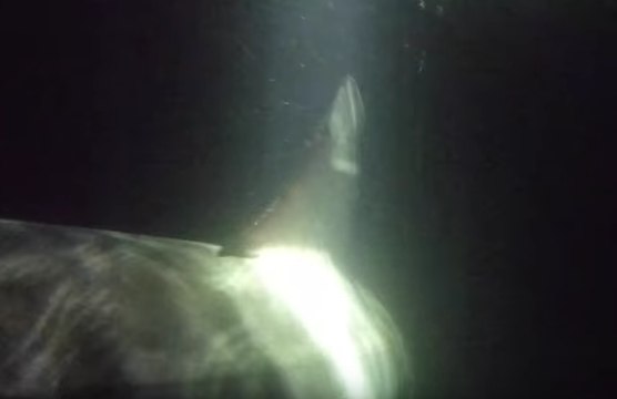 Great White Shark Tagged, Released Off Hilton Head