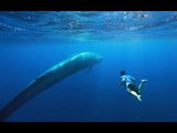 Blue Whales Nursing Off the Coast of Sri Lanka