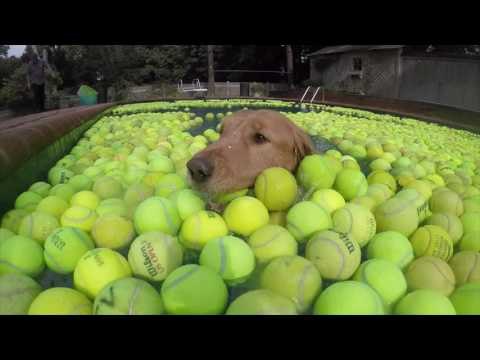 Dog Lovers Gather Tennis Balls to Honor Deceased Pup