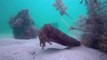 Rare Footage of Feeding Cuttlefish Captured Off Australian Coast