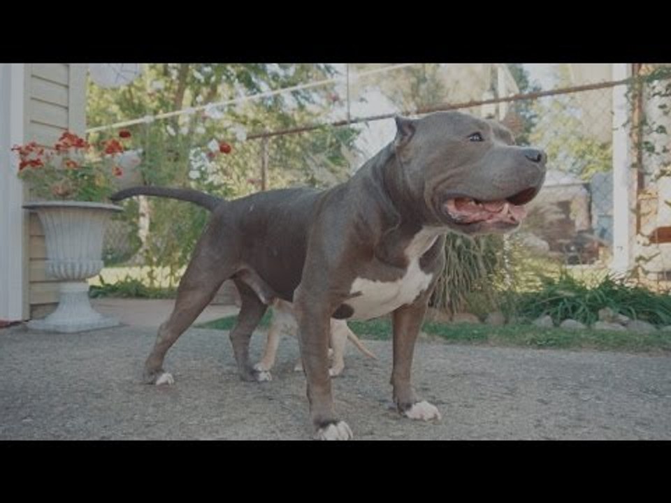 Tiny Puppy Plays With Grown Up Pitbulls