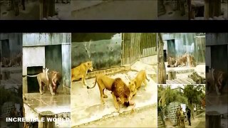Naked Man Jumps Into Lion Enclosure Caught On Camera At Metropolitan Zoo Santiago Chil