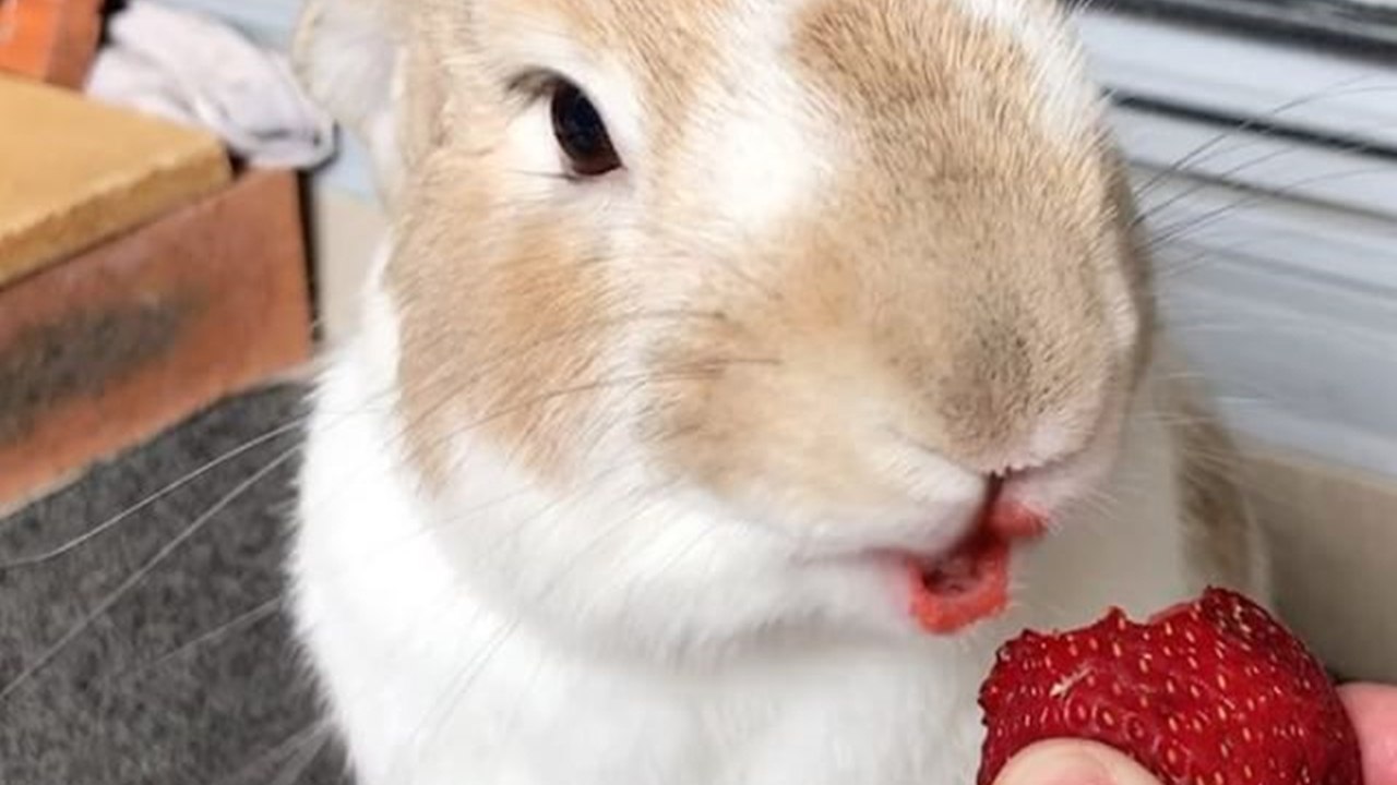 Bunny loves strawberries