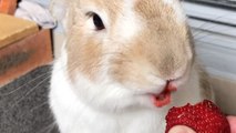 Bunny loves strawberries