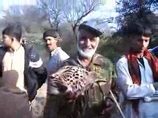 Hunters Catches Leopard in Village Dingal Dadyal