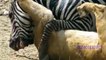 Animals Attacks On Lion Buffalo vs Lion vs zebra Animal attack Prey Fight back