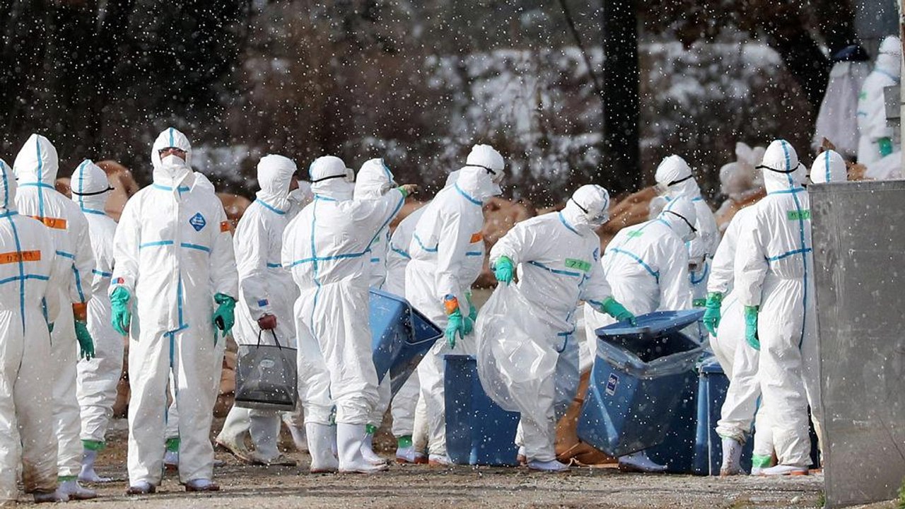 Во Франции из-за птичьего гриппа могут забить б...