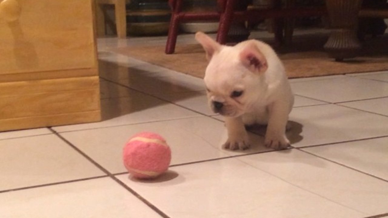 Never mess with a frenchie