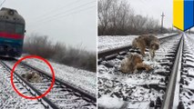 Loyal dog: dog protects injured dog stuck on train tracks for two days in snowy weather