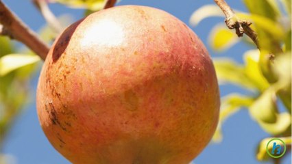 Where You Can Find Superfoods in Autumn