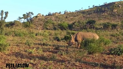Lion vs Rhino vs Crocodile vs Leopard Real Fight - Wild Animal Attacks
