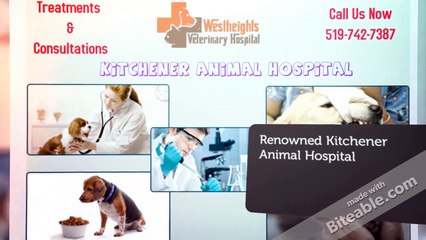 Emergency Vet Clinic Kitchener Video Dailymotion