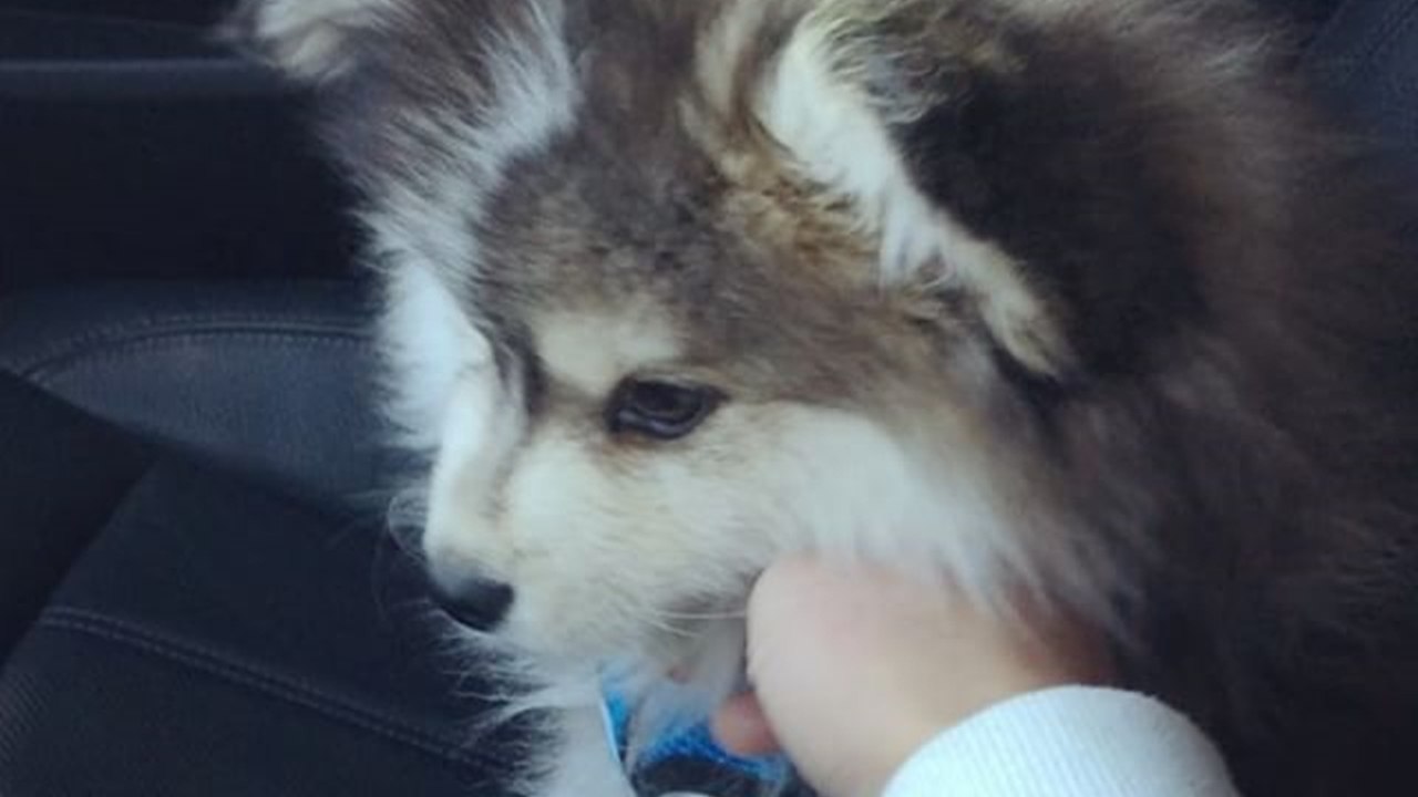 Fluffy pomsky