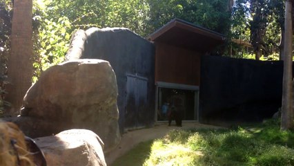 anybody see where that monkey went - 2240_kbps