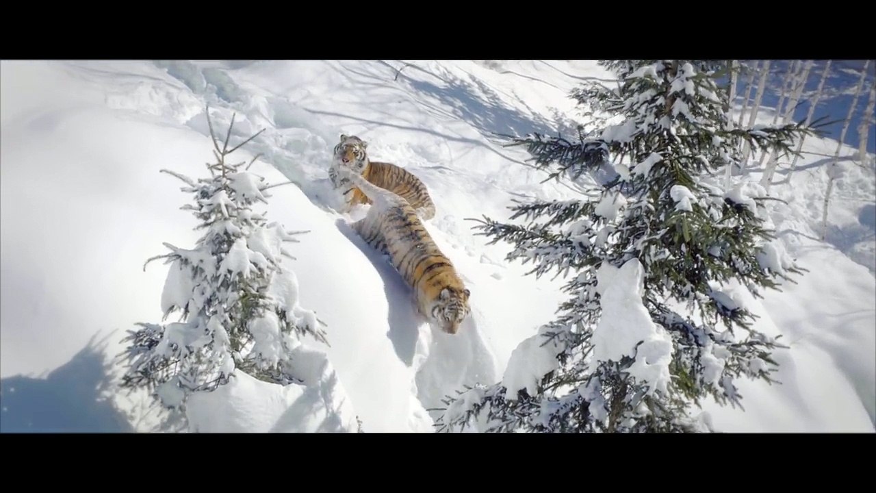 Drone & Tigers