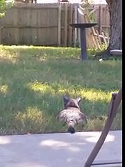 cat gets a bath instead of a bird - 320_kbps