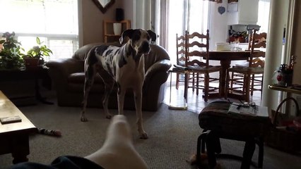 great dane wants to go outside and play now not later - 2240_kbps