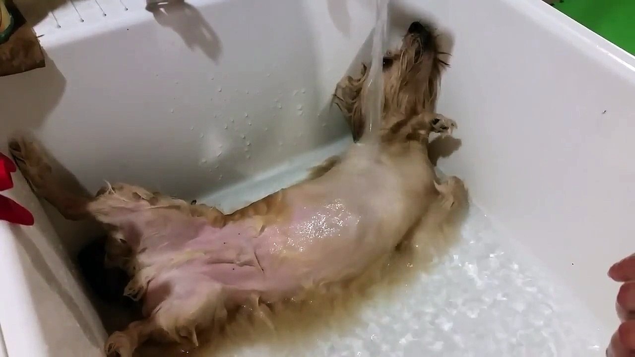 how else can a dog practice swimming - 2240_kbps