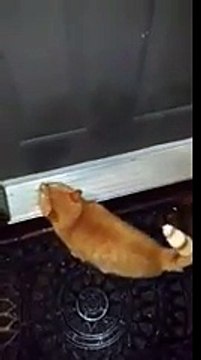 knock knock knocking on kitty's door - 320_kbps