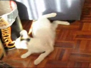 MOMENTOS DE UNA GATA